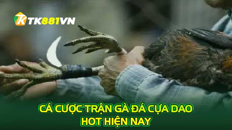 Cá cược trận gà đá cựa dao hot hiện nay