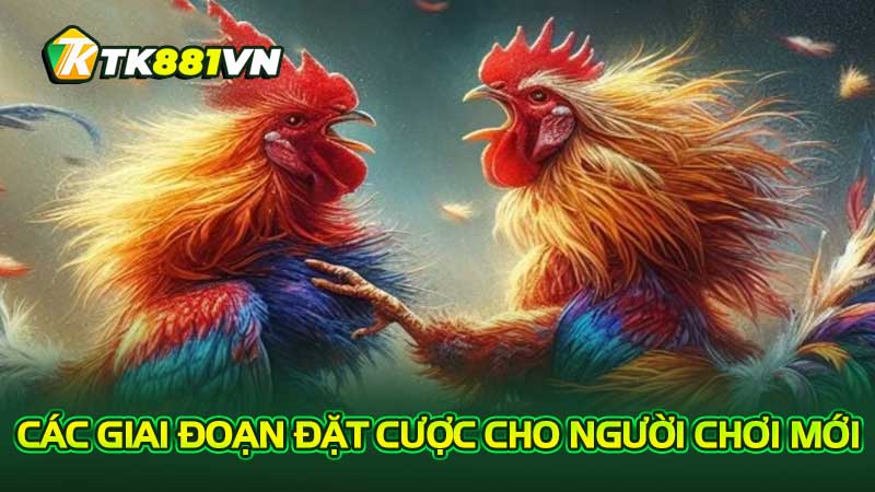 Các giai đoạn đặt cược cho người chơi mới