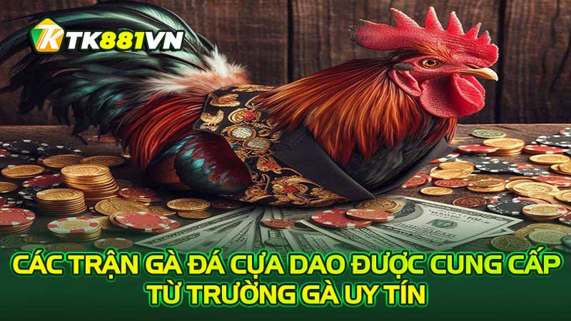 Các trận gà đá cựa dao được cung cấp từ trường gà uy tín