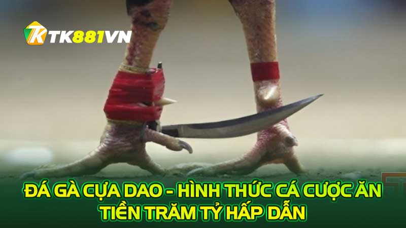 Đá gà cựa dao - Hình thức cá cược ăn tiền trăm tỷ hấp dẫn