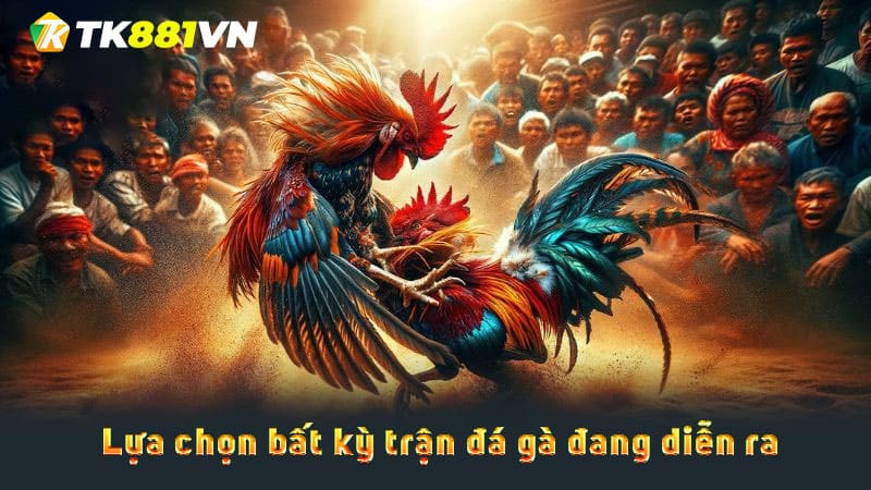 Lựa chọn bất kỳ trận đá gà đang diễn ra