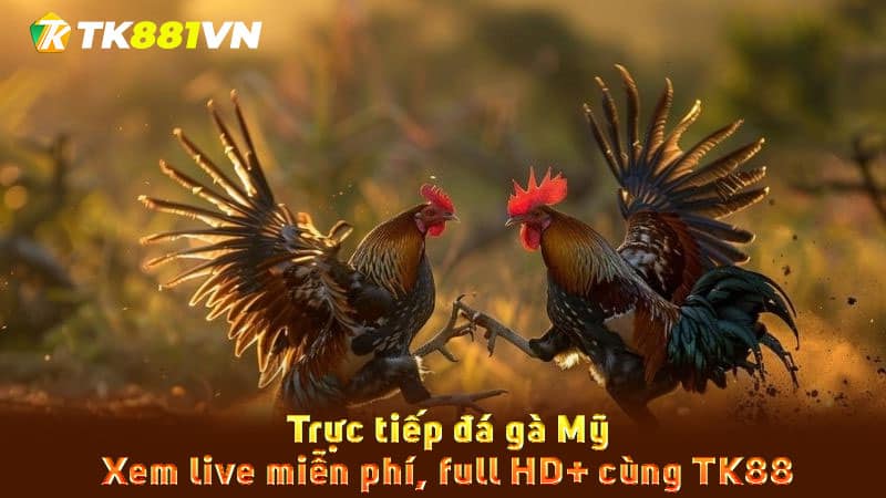 Trực tiếp đá gà Mỹ - Xem live miễn phí, full HD+ cùng TK88