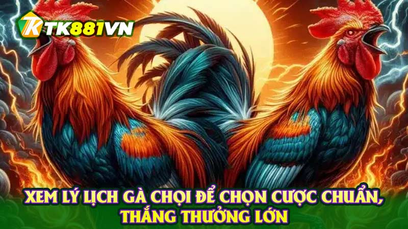 Xem lý lịch gà chọi để chọn cược chuẩn, thắng thưởng lớn