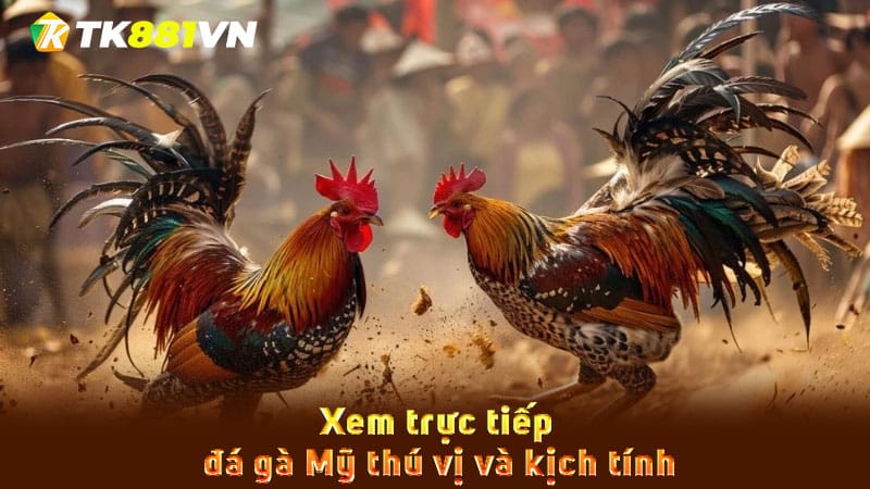 Xem trực tiếp đá gà Mỹ thú vị và kịch tính